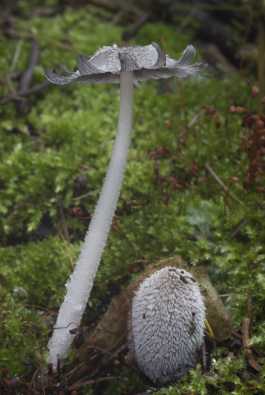 Coprinopsis lagopides